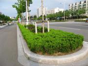 弯道路边石安装案例